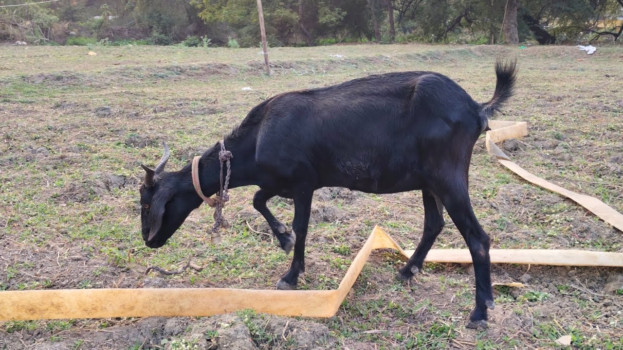 Bakri Palan: Charai ka Sahi Tarika | 0 Kharch mein Bakriyan Kaise Paalein?