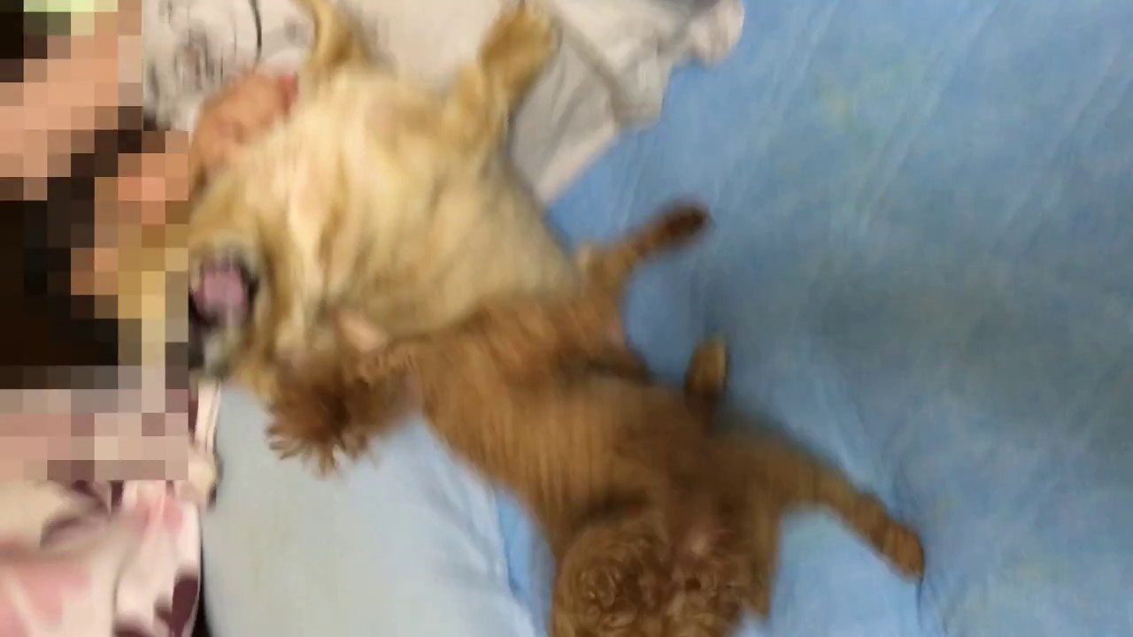 犬 嫉妬する犬の悲痛な叫び 面白動画 Youtube