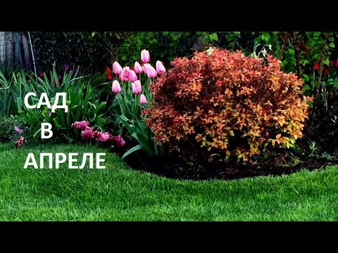 САД в апреле