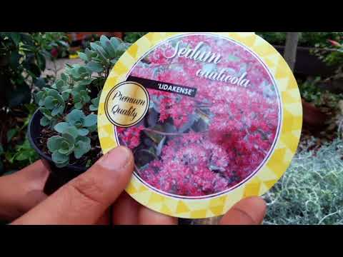 Video: Purple Emperor Sedum Info: come coltivare piante Purple Emperor Stonecrop