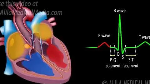 Cardiac Conduction System and Understanding ECG, Animation,CVS