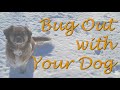 Should I Bug Out with my Dog? Planning