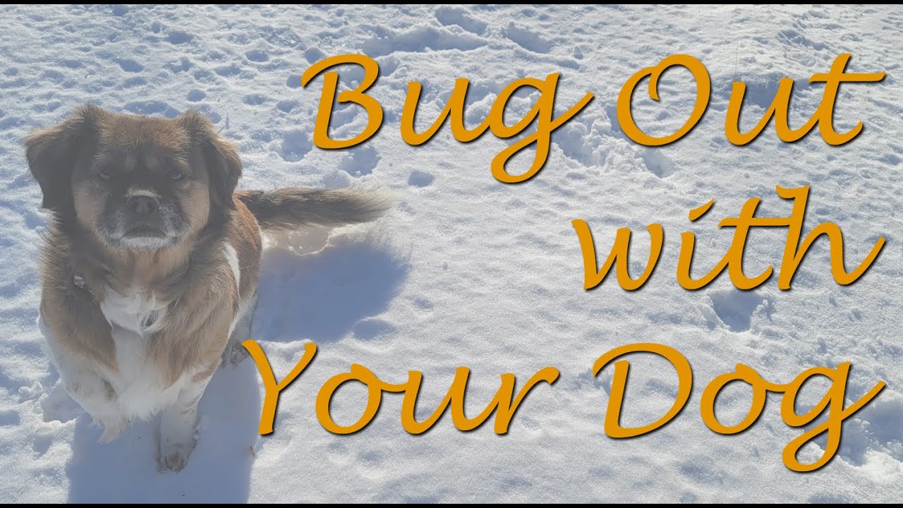 Should I Bug Out with my Dog? Planning