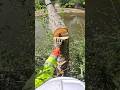Arbol inclinado al río #stihl #tree #climbing #arborist