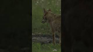 SUBSCRIBE!! COYOTE #animals