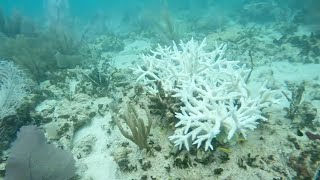 Scientists say Earth is in 4th coral bleaching event amid rising ocean temperatures