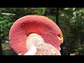 grzyby 2024,🍄🧺 pierwsze borowiki ceglastopore 🍄🧺