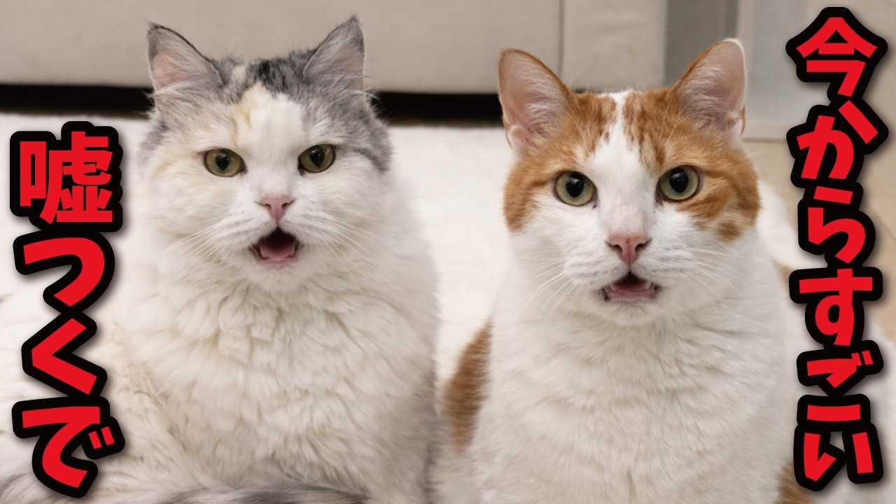 Cats that tell outrageous lies - YouTube