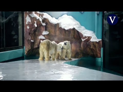 Inauguran un hotel en China que exhibe osos polares para verlos desde las habitaciones