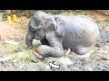 Treating Elephant suffered with a snare wrapped around his leg and given a chance to live again