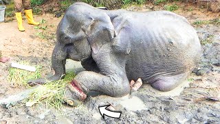 Treating Elephant suffered with a snare wrapped around his leg and given a chance to live again by Elephant Zone 10,316 views 1 month ago 9 minutes, 53 seconds