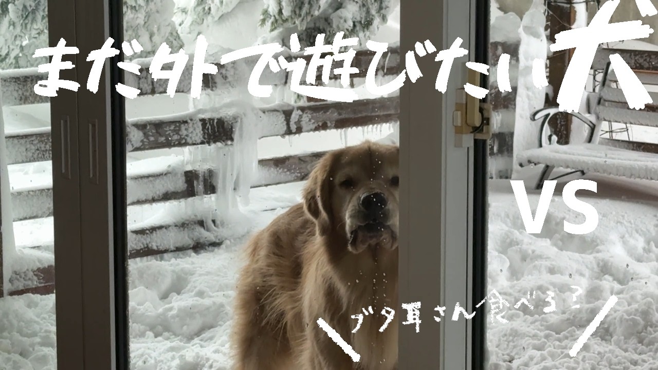 食べ物の誘惑には秒でプライドを捨てれるゴールデンレトリバー