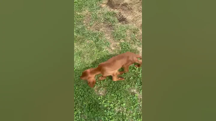 Finnegan