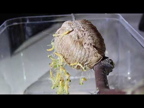 Nacimiento de mantis
