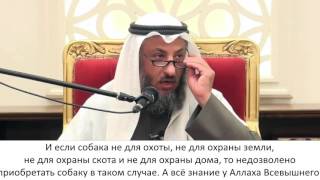 Шейх Усман аль-Хамис - Держать собаку в доме Шейх Усман аль-Хамис - Держать собаку в доме