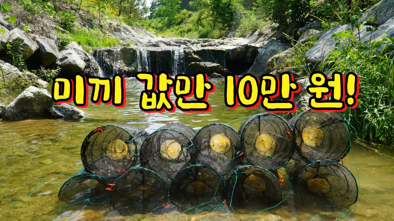 계곡 통발 미끼 테스트! 통발 10개 미끼 10종류 넣고 설치했더니.. 과연 대물 1위 미끼는 ?! (대반전)