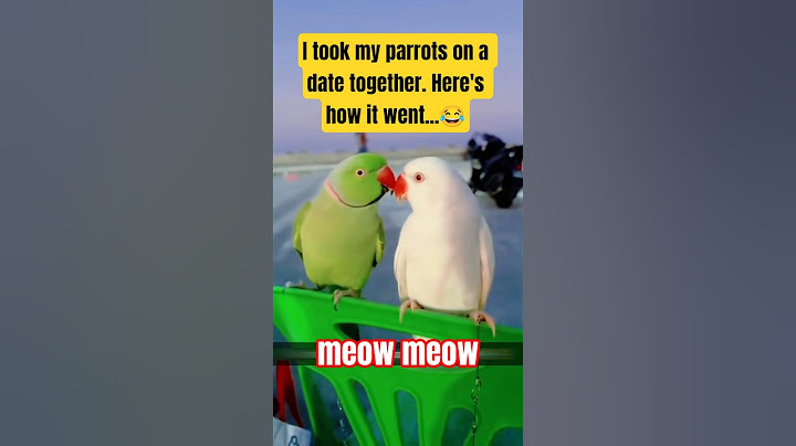 Parrot Party Time! 🦜🎉 Happy Moments You NEED to See! #bird #birds #parrot