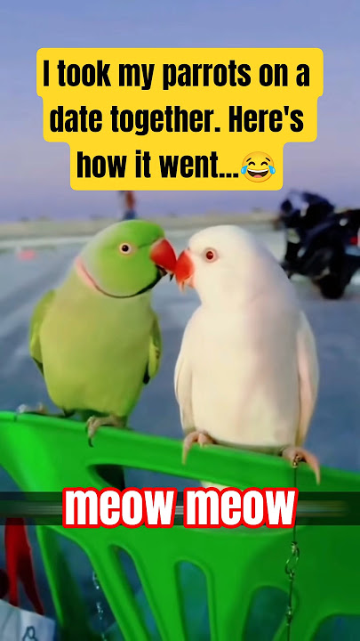 Parrot Party Time! 🦜🎉 Happy Moments You NEED to See! #bird #birds #parrot