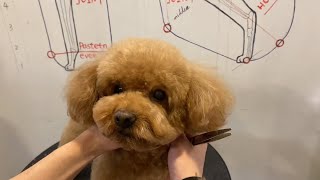 Poodle Puppy Grooming | Puppy Grooming | Dog Grooming by Puppy Groomy 123 views 9 months ago 2 minutes, 7 seconds