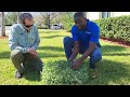 Saint Augustine Grass in Florida