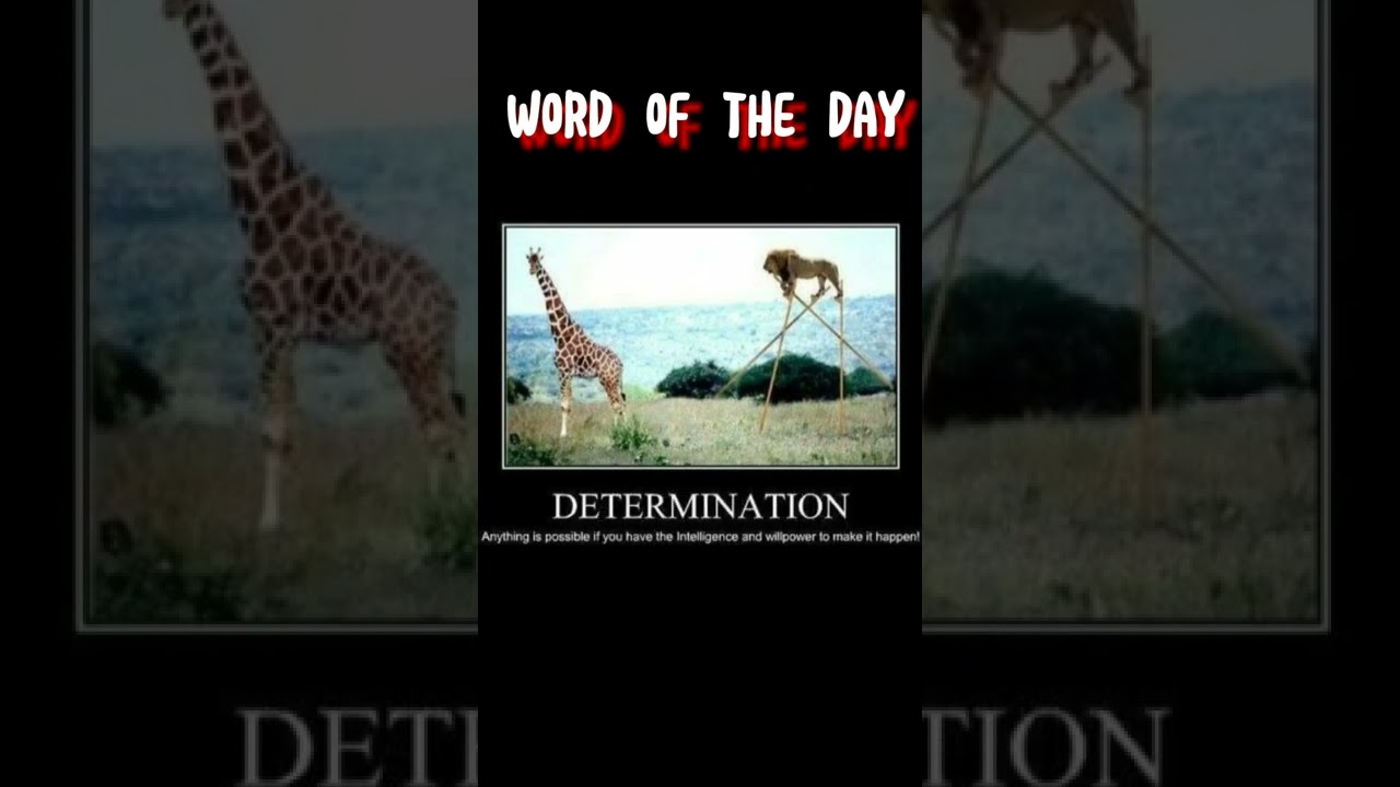 ⚡Word of the Day||DETERMINATION🦁|| LEARN ENGLISH FAST ⚡