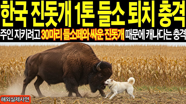 [해외감동사연] 한국 진돗개가 30마리 들소떼를 상대로 벌인 충격적인 일ㅣ외국사연 ㅣ감동사연 ㅣ해외반응 ㅣ사연 ㅣ