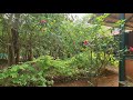 Herbal knowledge  natural healing in ayurveda village  vanaspatheeyam