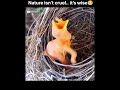 Nature’s Harsh Truth | Survival Story🥺😱 #facts #ytshorts #shorts