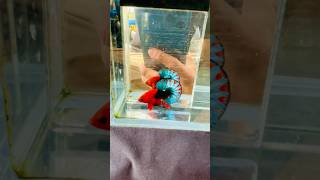 #bettafish #betta #redfacy zl:0336306334 linh