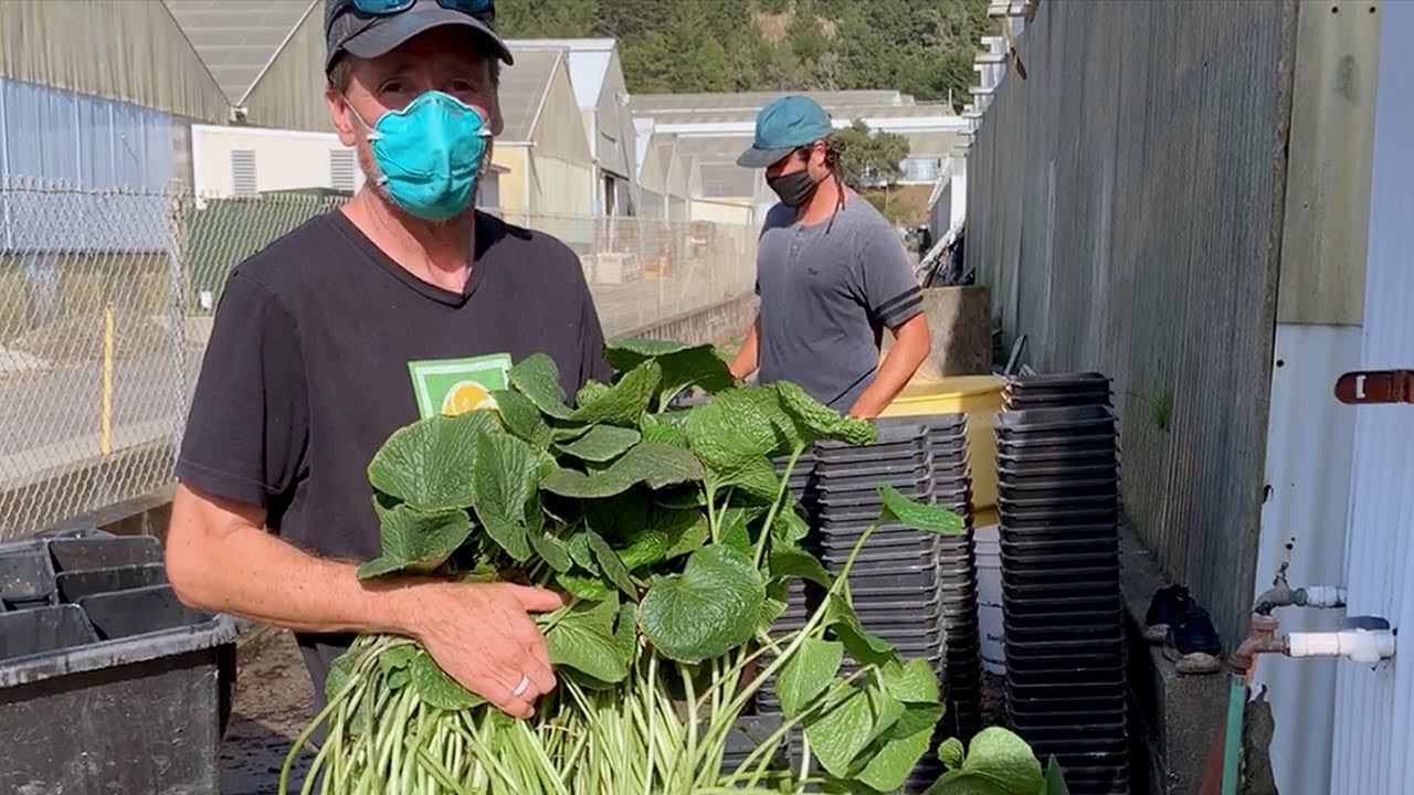 Half Moon Bay Wasabi spices up the sushi scene YouTube