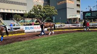 Proxy schooling in preparation for the Santa Anita Handicap 2023