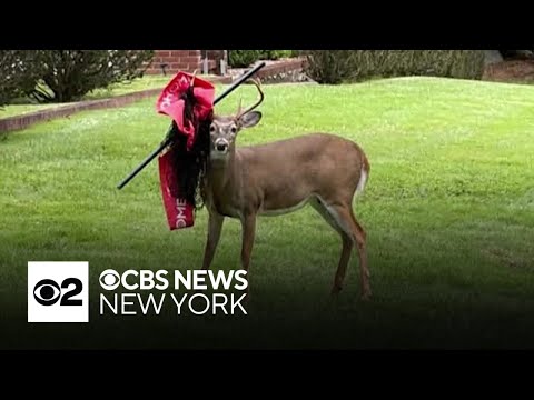 N.J. neighbors hope to help deer with pole stuck in antlers
