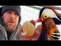 RARE FROZEN EGGS! We found Mandarin eggs in January
