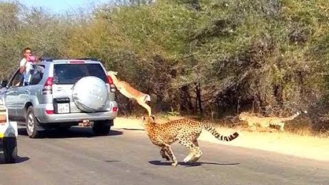 Giant Anaconda vs Jaguar - Python vs Tiger - Python vs Leopard