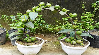 The Secret To Growing Guava Quickly And Yielding Lots Of Fruit