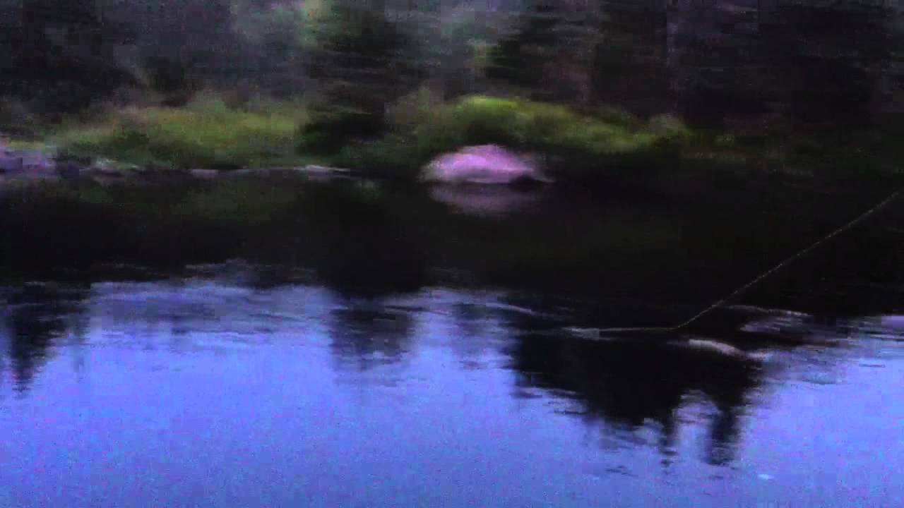 trouting in newfoundland - YouTube