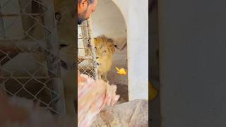 #jimcorbettwildlifeandnatureview #tigerspotted #animals #bigcat #lion