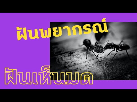 Ready go to ... https://youtu.be/bVS4fyOXUj4 [ à¸à¸±à¸à¹à¸«à¹à¸à¸¡à¸ | dream about ant]