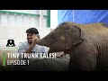 Tiny trunk tales episode 1
