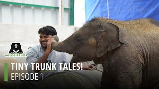 Tiny Trunk Tales, Episode 1