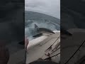 “Raw GoPro Footage Shark Chaos Erupts on Deck!” #SharkAttack #RealFootage #OceanPanic