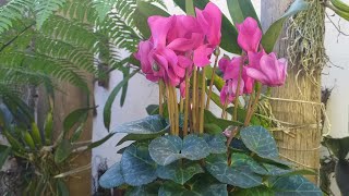 COMO CULTIVAR CYCLAMEN