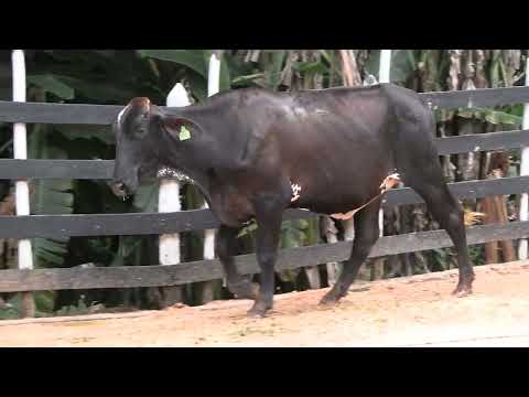 LOTE 27 - 2º Leilão Virtual Fazenda da Serra - 12 de Abril de 2026 | 10:00 Horas