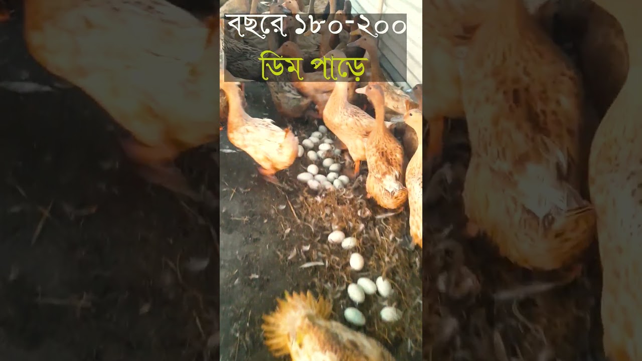 ডিমপড়া হাঁসের খামার । মাসলেভি হাঁসের খামার । Maslevy haser khamar   #shortvideos  #agriculture