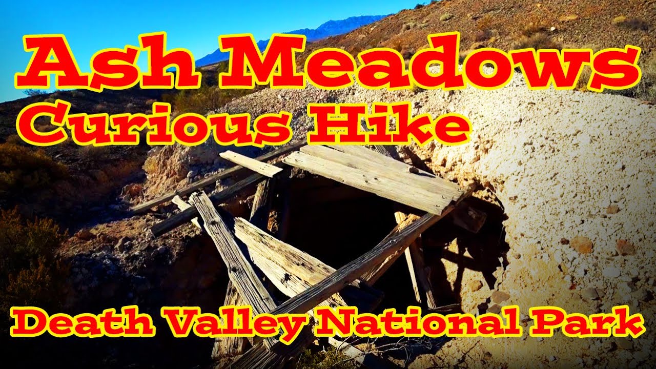 Ash Meadows: Curious Hike