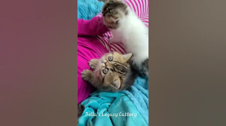 Video 1189401: exotic shorthair kitten, cutest exotic