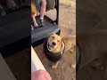 QUE SUSTO!#viral #comedia #cat #viralvideo #comedia #pets #funny #memes #humor #safari #natureza
