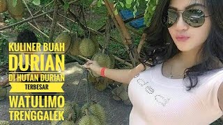 PESONA WISATA | KULINER BUAH DURIAN WATULIMO TRENGGALEK