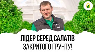 КРАЩИЙ САЛАТ ДЛЯ ТЕПЛИЦІ!