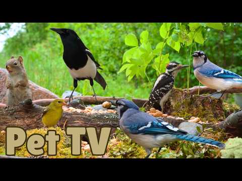 ADORABLE SQUIRRELS & PRETTY BIRDS 🐿️ Nature Fun for Cats, Dogs & People (Cat TV • Dog TV)